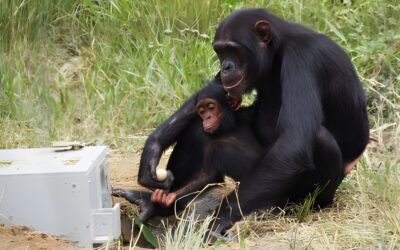 Les bourdons et les chimpanzés prouvent que les humains ne sont pas les seuls à transmettre leurs compétences