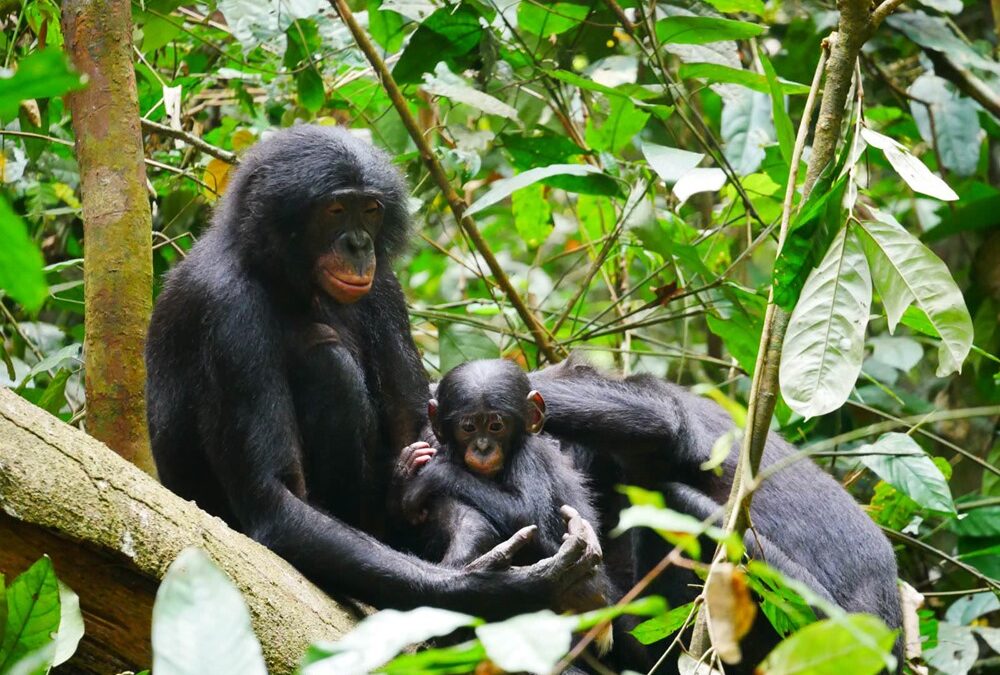 Les bonobos mâles pourraient être plus agressifs que les chimpanzés