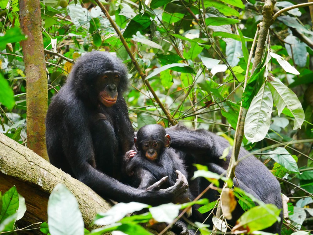Bonobo 1 24