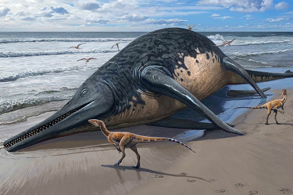 Découverte en Angleterre des fossiles du plus grand reptile marin de tous les temps