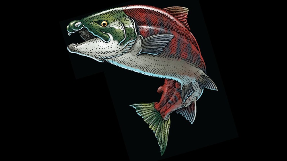 “Saumon-mouth” : ce saumon préhistorique géant avait des dents semblables à des défenses