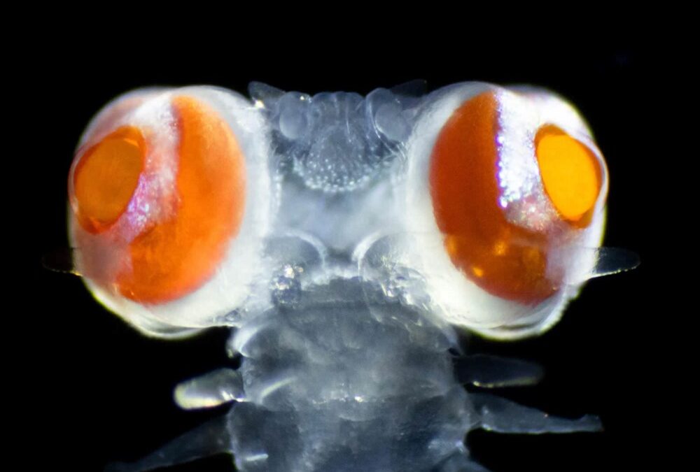 Un petit ver marin voit avec ses grands yeux les ultraviolets