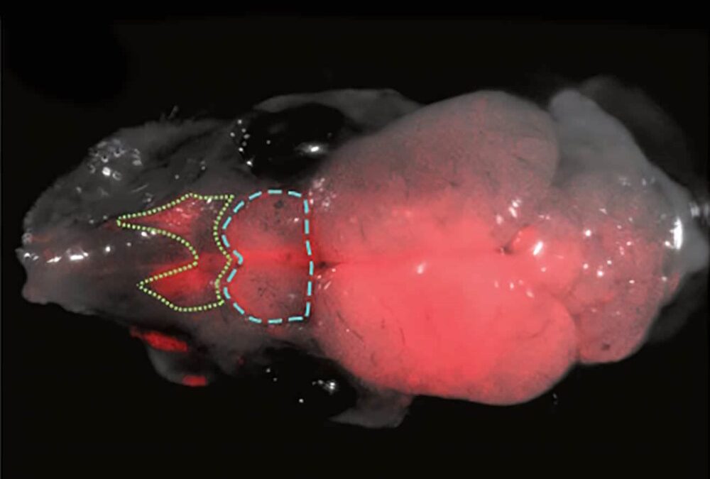 Des scientifiques créent des cerveaux hybrides souris-rat avec des neurones des deux espèces