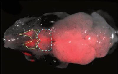 Des scientifiques créent des cerveaux hybrides souris-rat avec des neurones des deux espèces