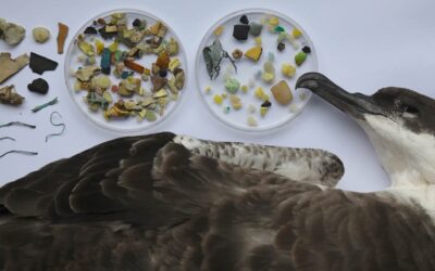 Plus de 90 % des oiseaux polaires sont contaminés par des microplastiques