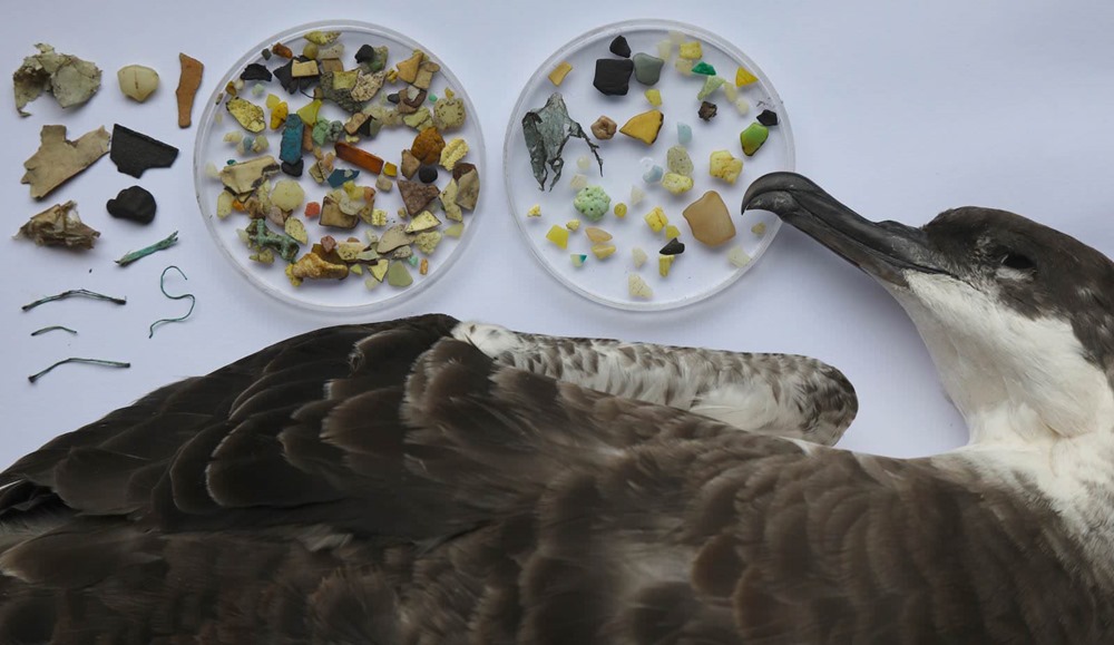 Plus de 90 % des oiseaux polaires sont contaminés par des microplastiques
