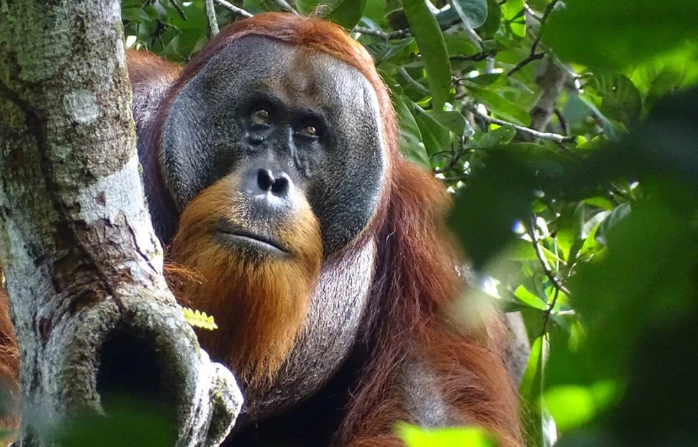 Un orang-outan est le premier non-humain à soigner des blessures à l’aide d’une plante médicinale